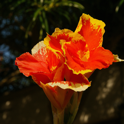 Canna Lily (Canna spp.) close-up showing vibrant tropical blooms — Phoenix, AZ