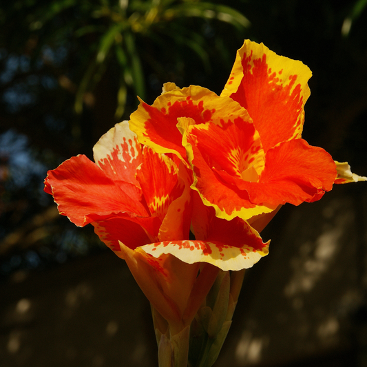 Canna Lily