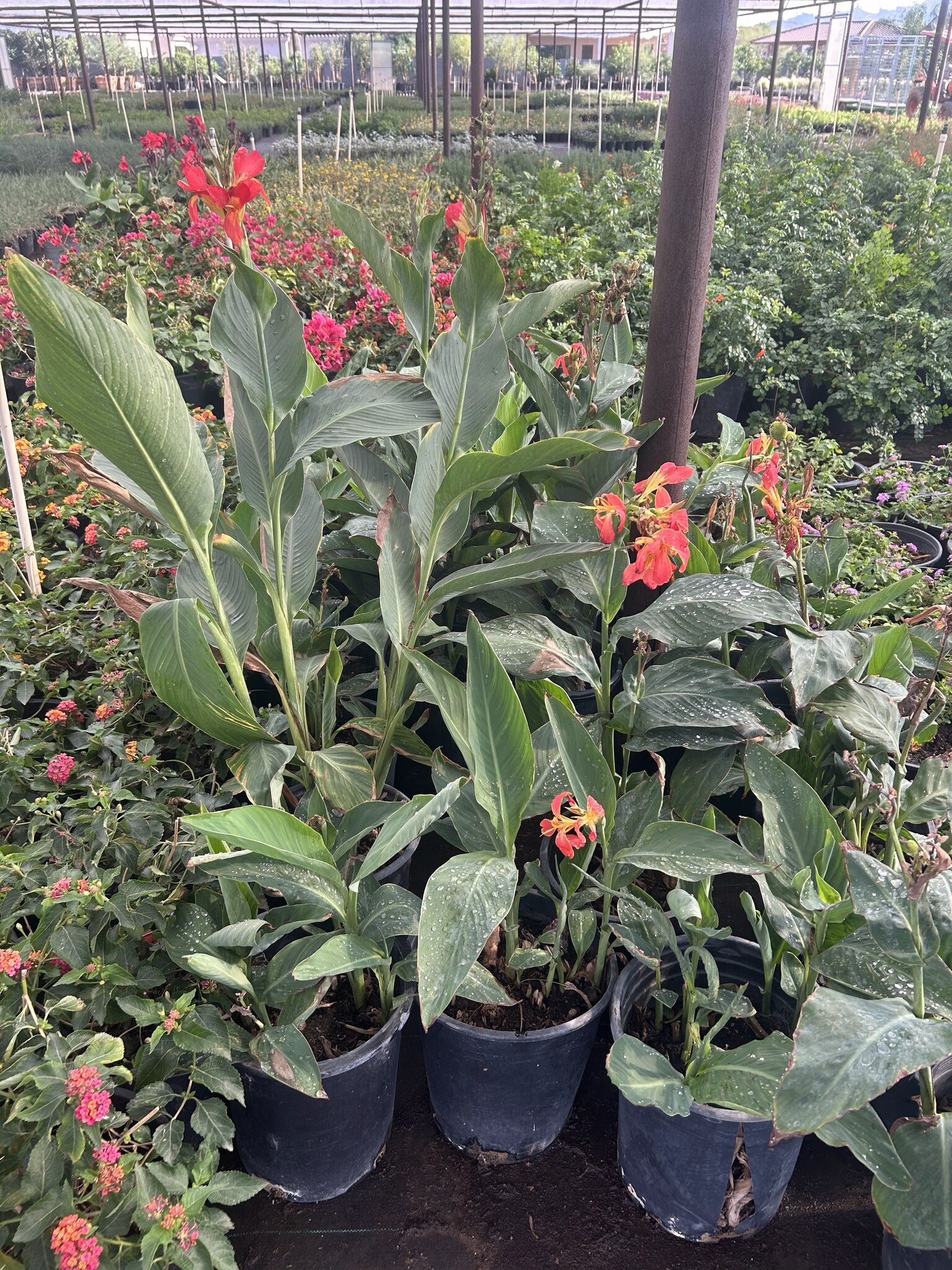 Canna Lily - Orange 3/5 Gallon