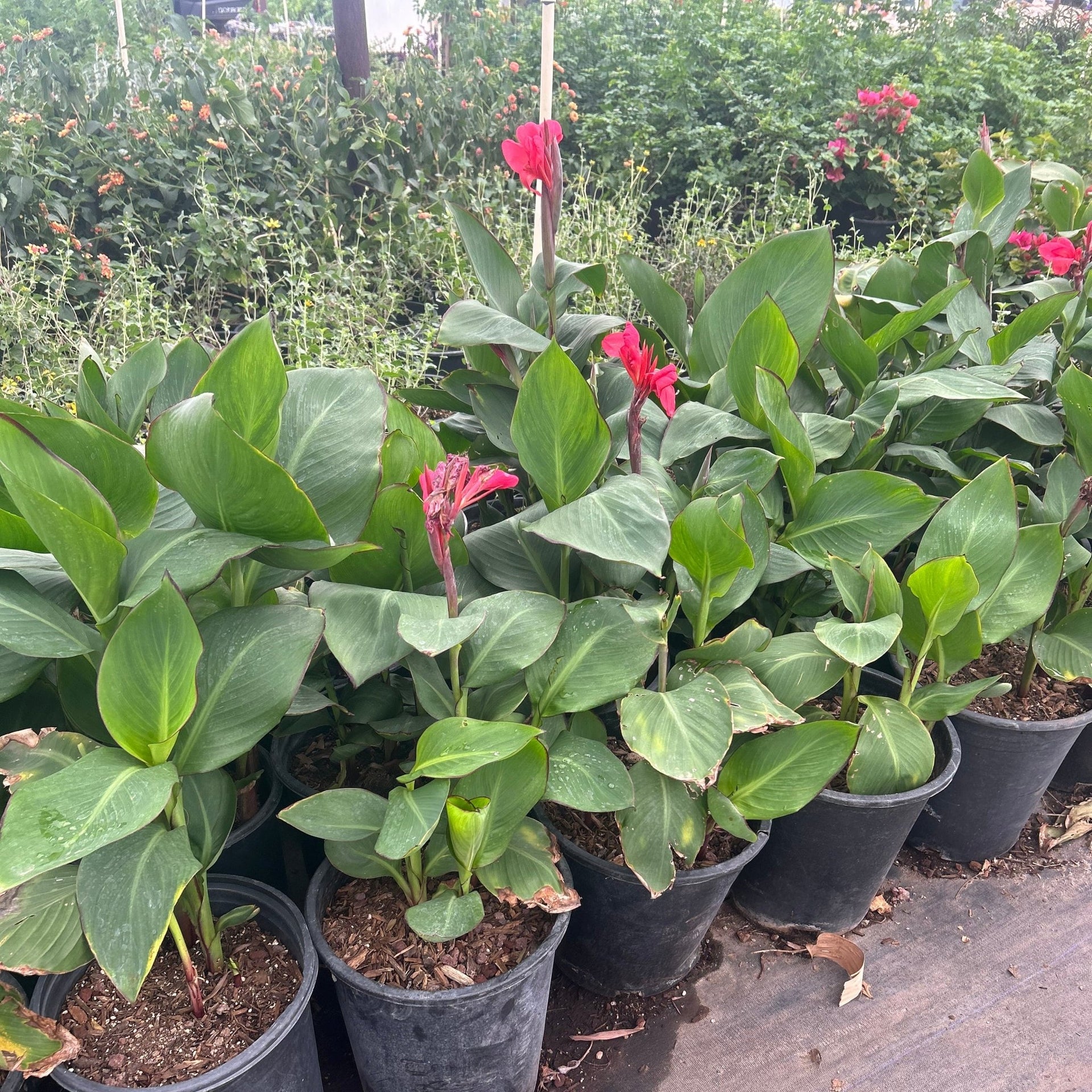 red lily indoor plant Buy Red Canna Lily Phoenix, AZ | Canna spp