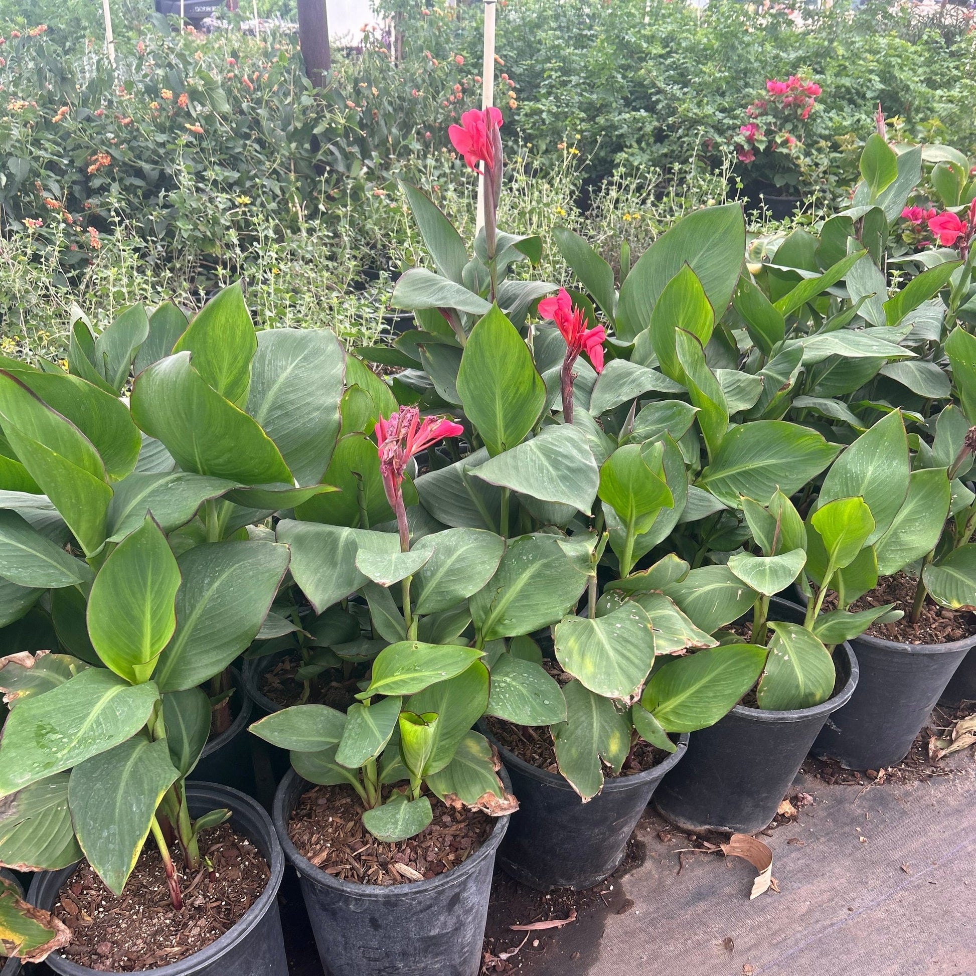 indoor red lily plants Buy Red Canna Lily Phoenix, AZ | Canna spp