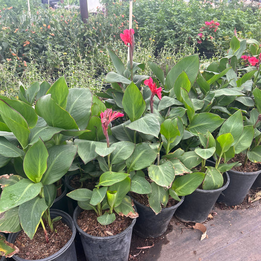 5 gallon Red Canna Lily (Canna x generalis) in nursery pot — Phoenix, AZ