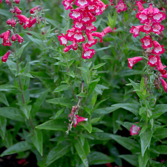 Canyon Penstemon