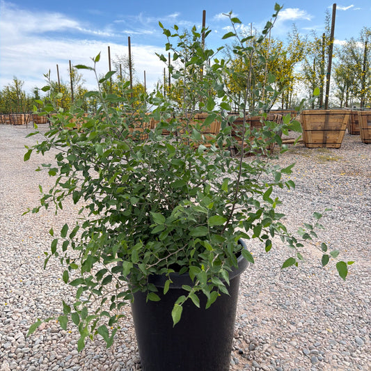 15 gallon Canyon Hackberry Tree (Celtis reticulata) in nursery pot — Phoenix, AZ