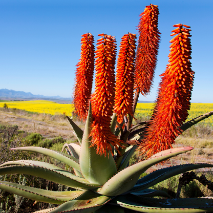 Cape Aloe