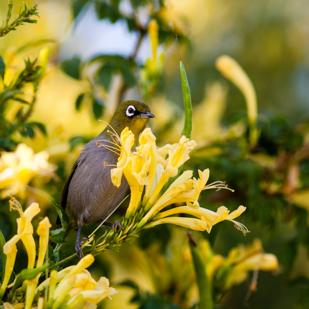 Cape Honeysuckle-Yellow