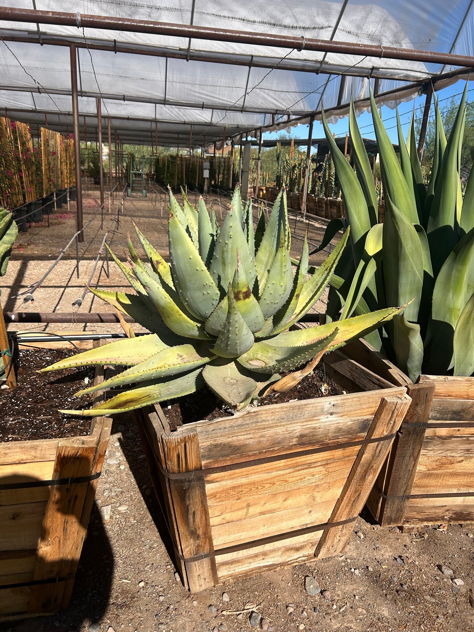 Cape Aloe - 30" Box