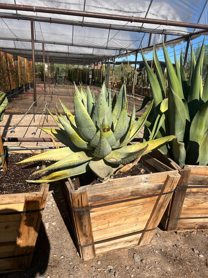 Cape Aloe - 30" Box