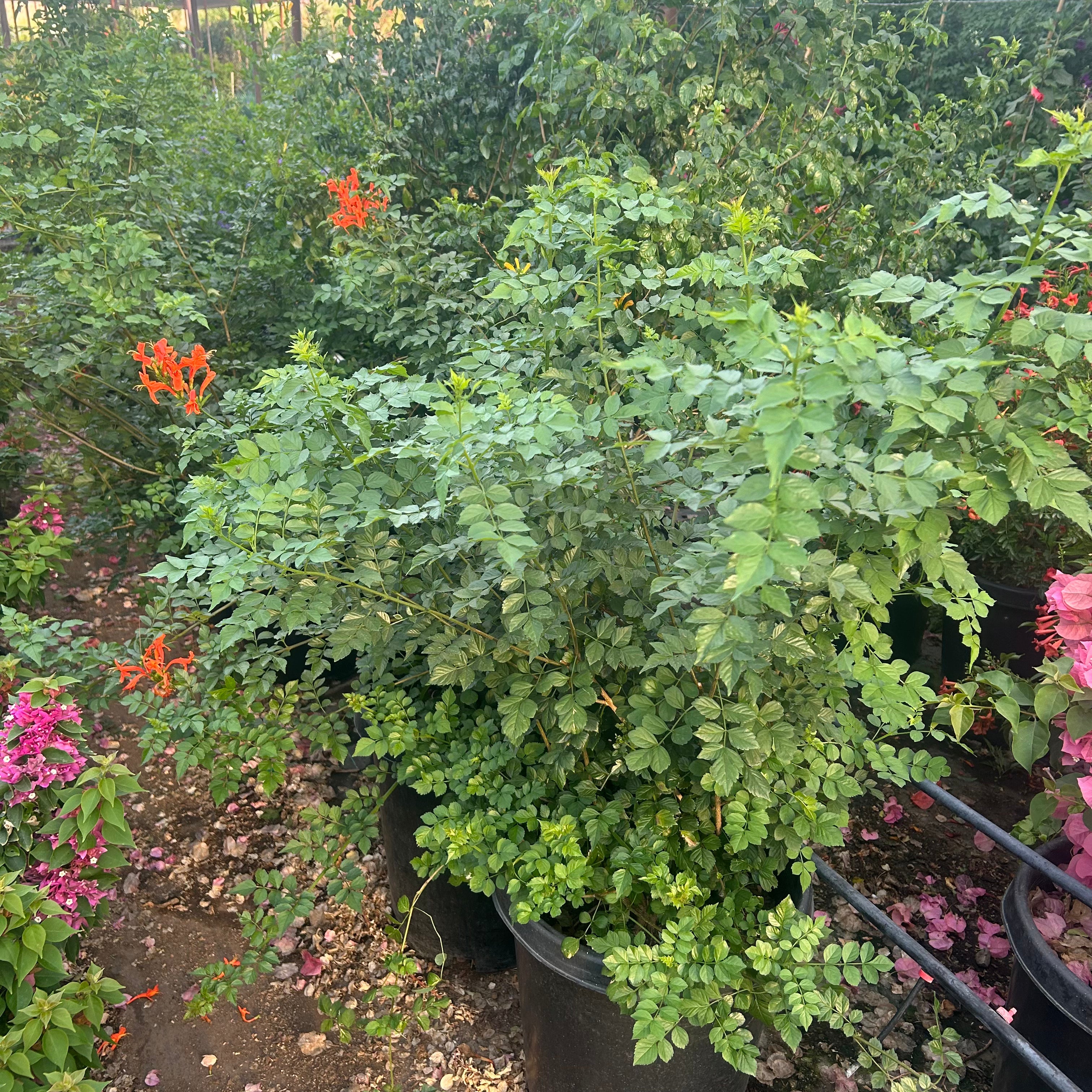 15 gallon Cape Honeysuckle (Tecoma capensis) in nursery pot — Phoenix, AZ