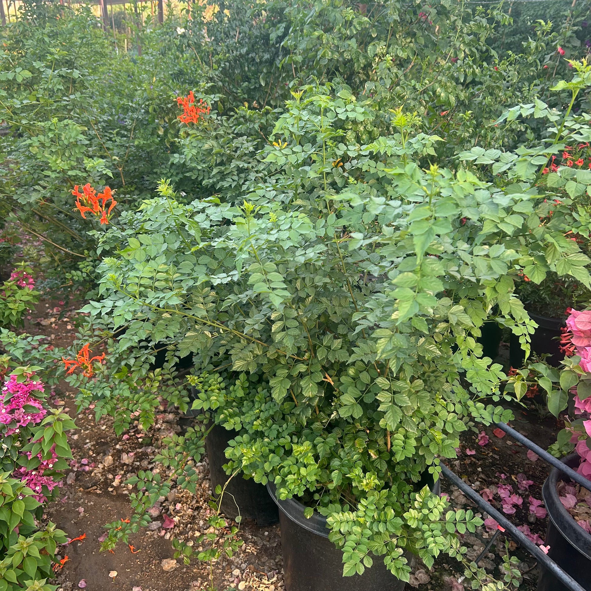 15 gallon Cape Honeysuckle (Tecoma capensis) in nursery pot — Phoenix, AZ