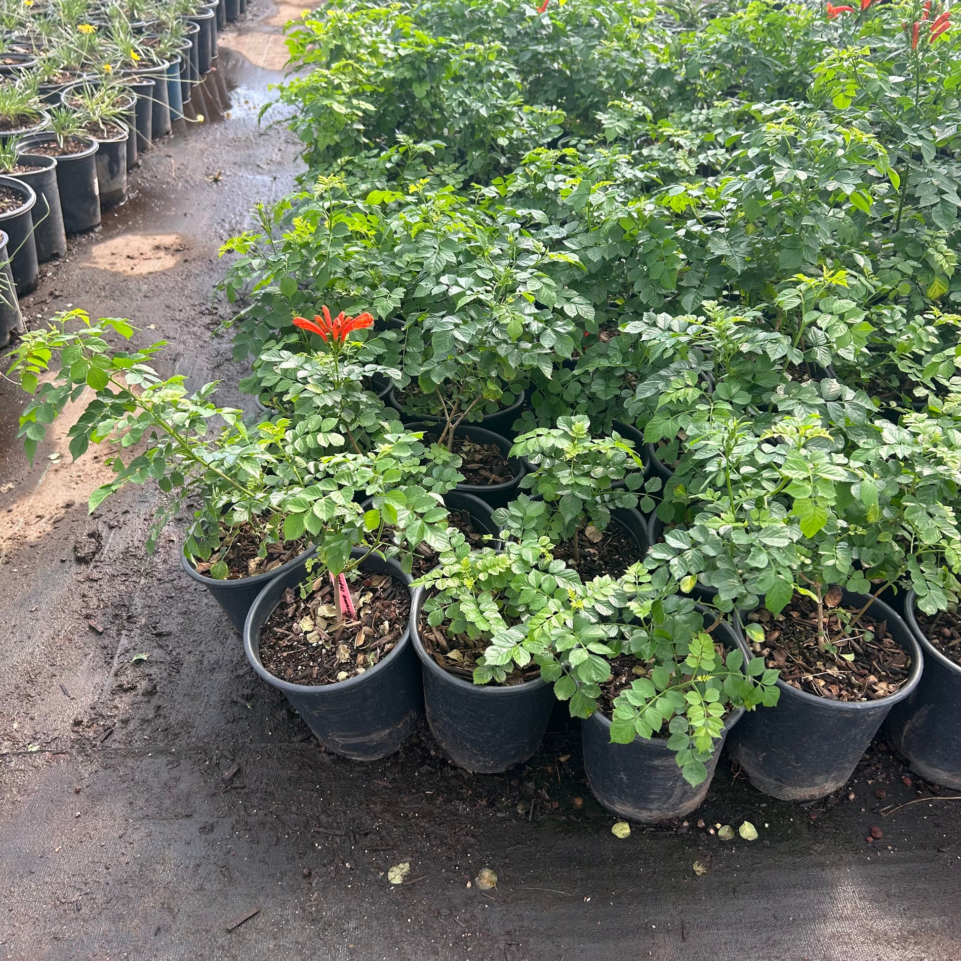 1 gallon Cape Honeysuckle (Tecoma capensis) in nursery pot — Phoenix, AZ