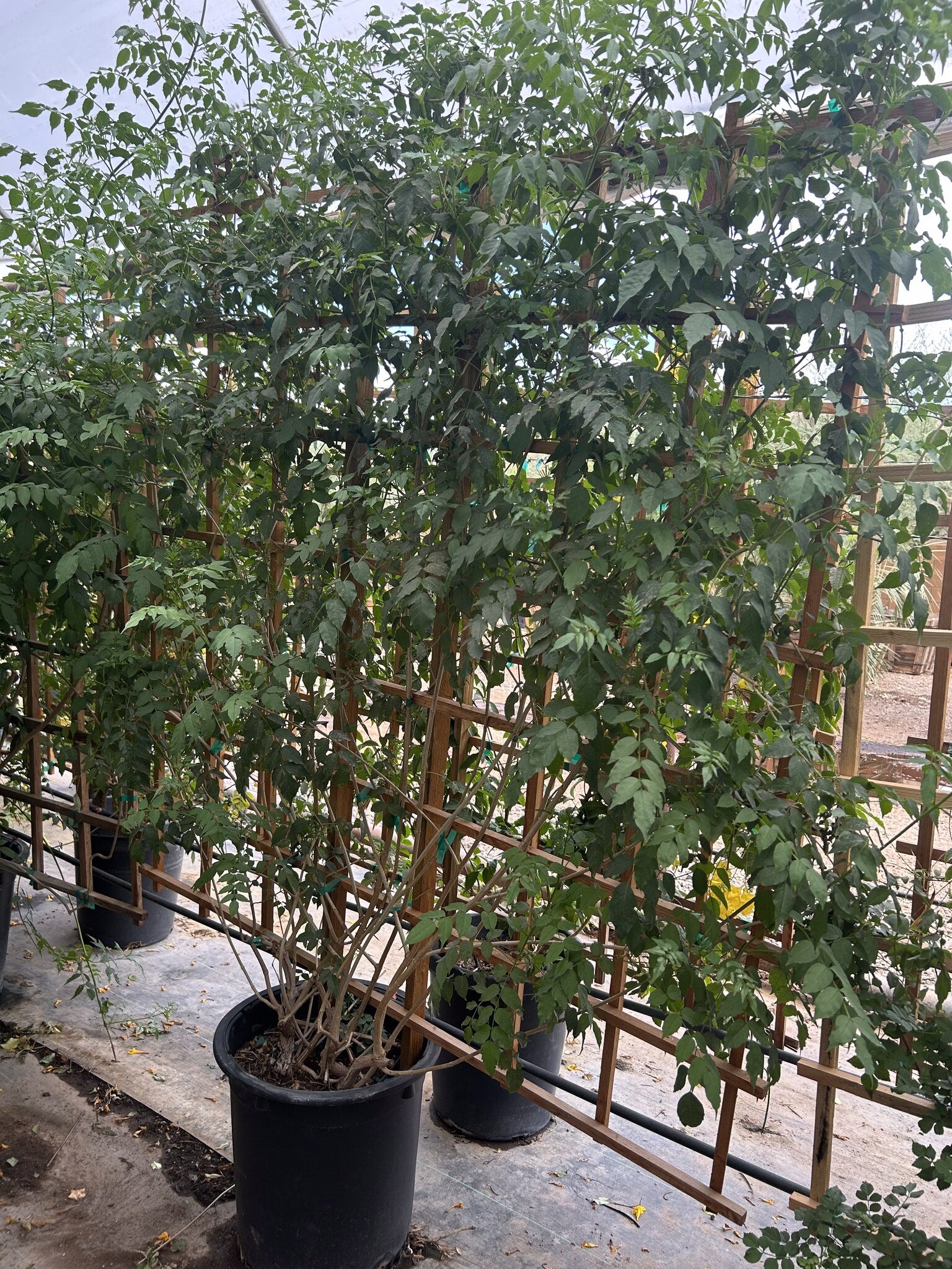 Cape Honeysuckle Espalier 10/15 Gallon