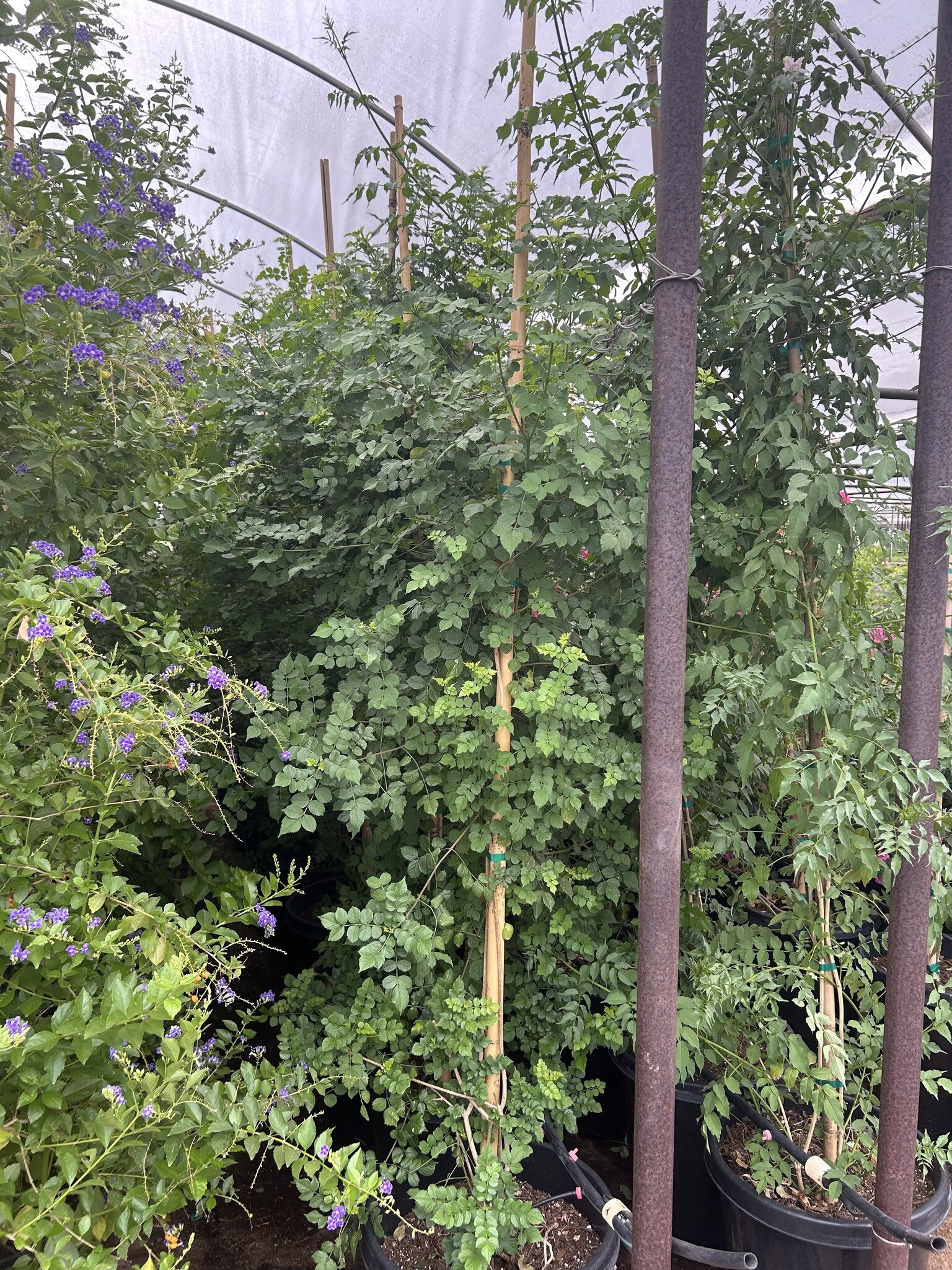Cape Honeysuckle Staked 10/15 Gallon