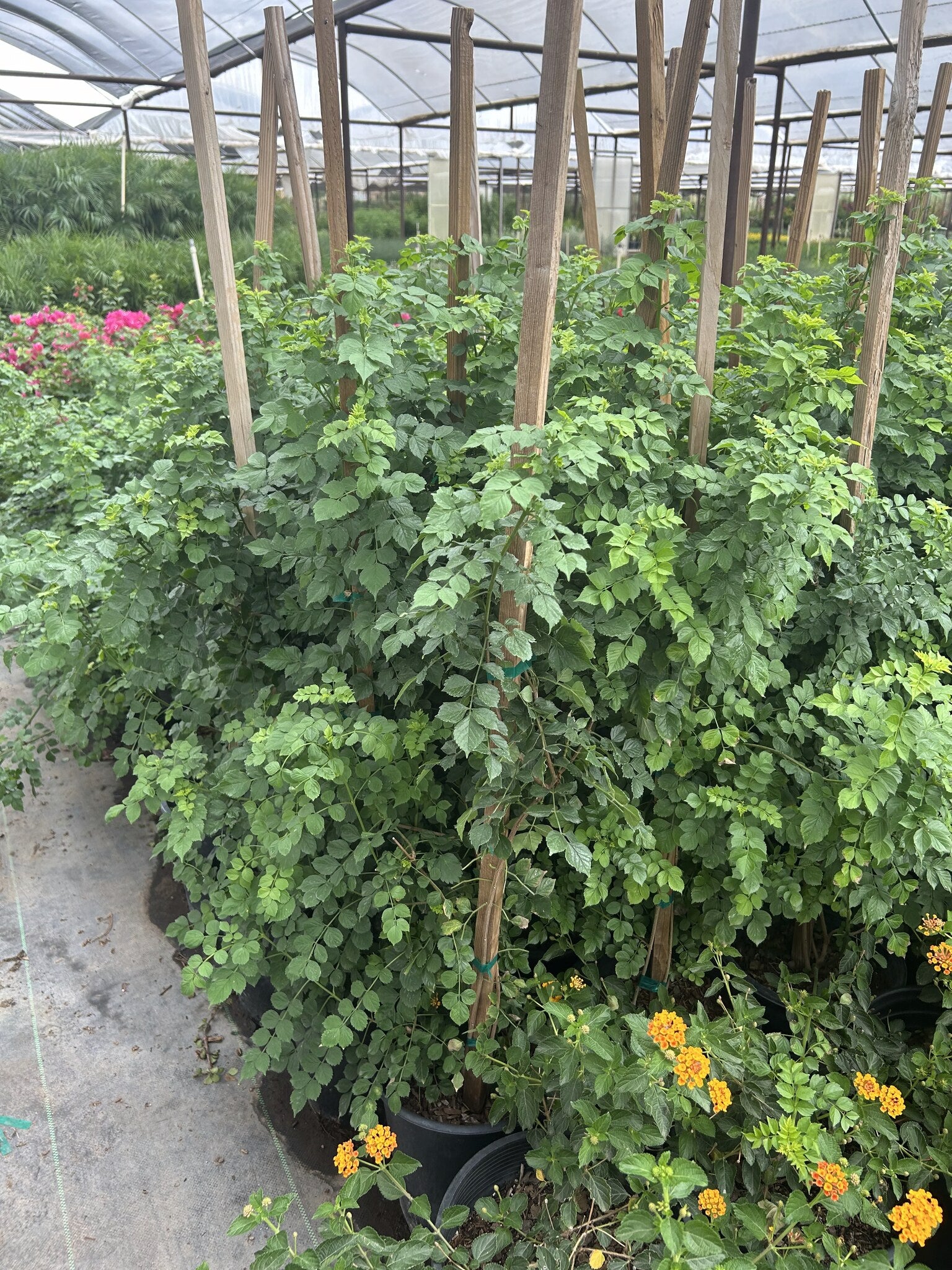 Cape Honeysuckle Staked - 3/5 Gallon