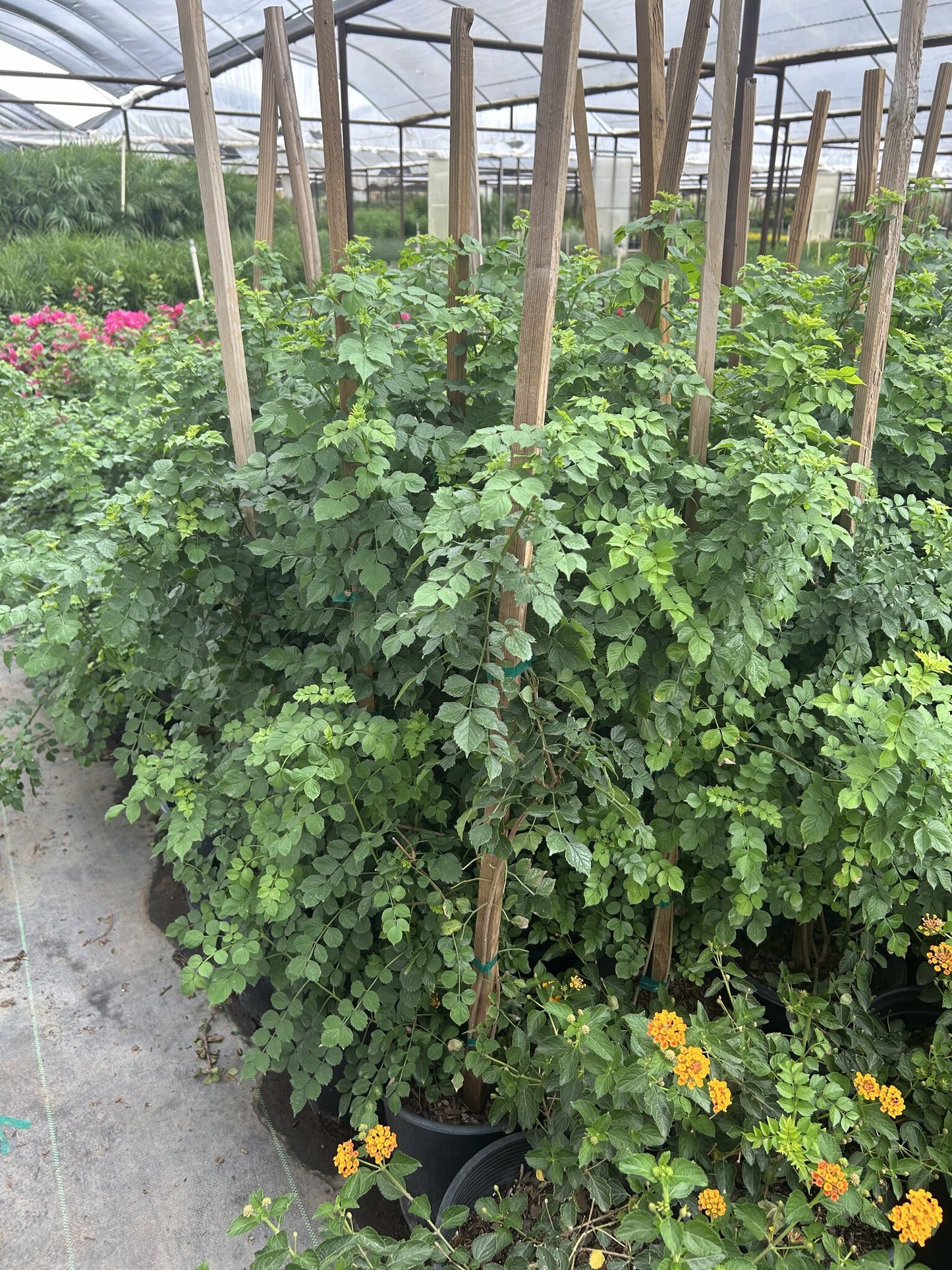 Cape Honeysuckle Staked - 3/5 Gallon
