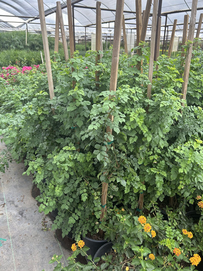 Cape Honeysuckle Staked - 3/5 Gallon