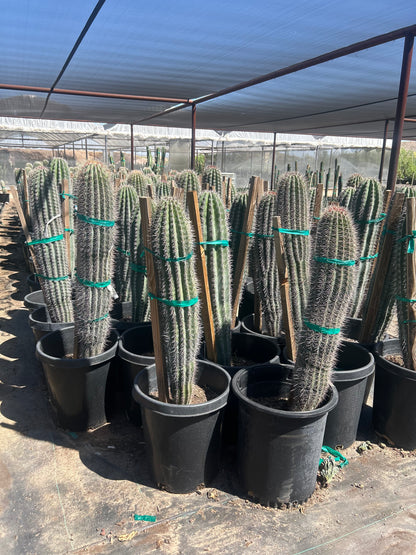 15 gallon Cardon Cactus (Pachycereus pringlei) in nursery pot — Phoenix, AZ