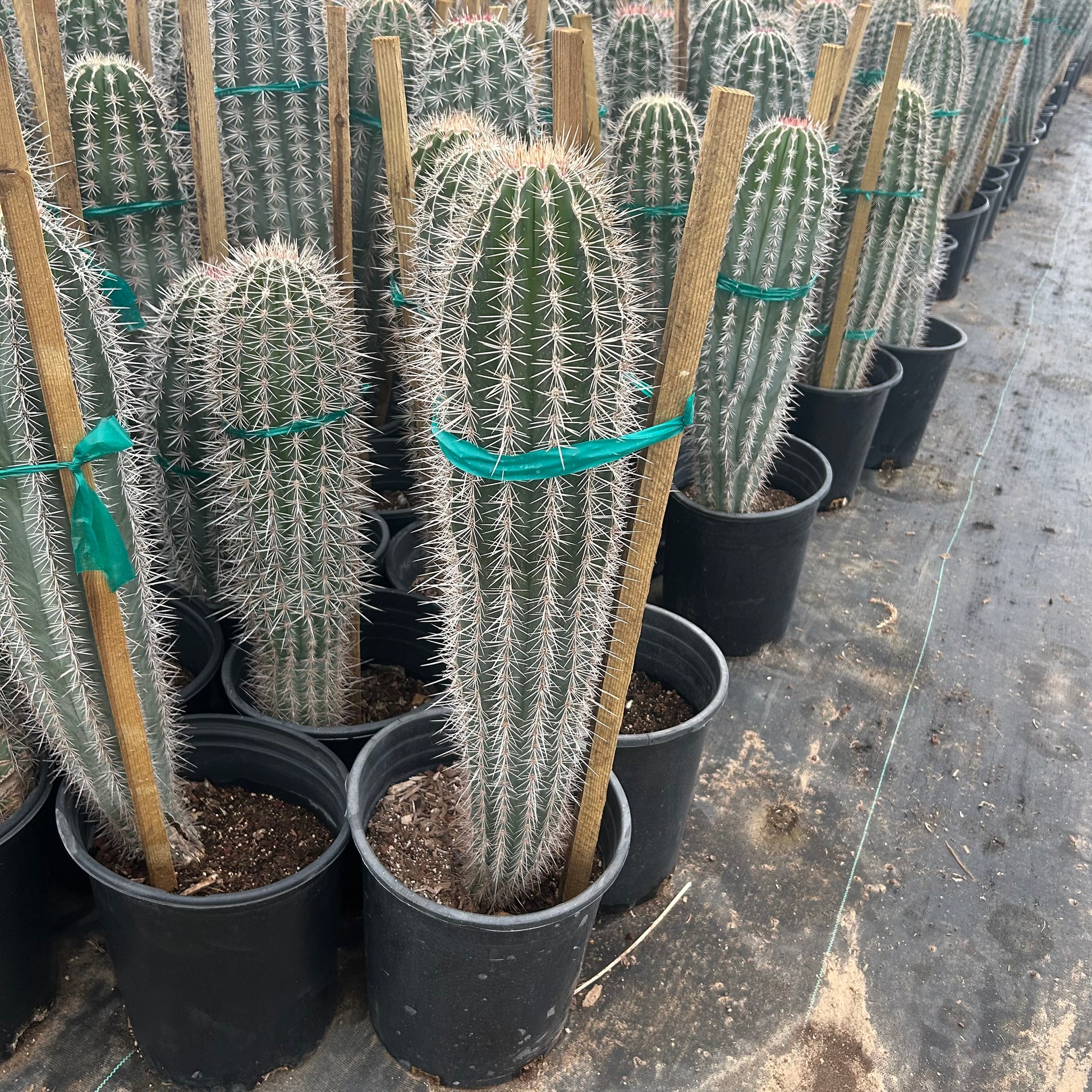 5 gallon Cardon cactus (Pachycereus pringlei) in nursery pot — Phoenix, AZ