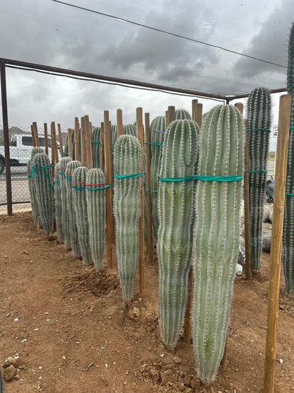 Cardon Cactus (Pachycereus pringlei) bare root columnar cactus for landscape planting — Phoenix, AZ