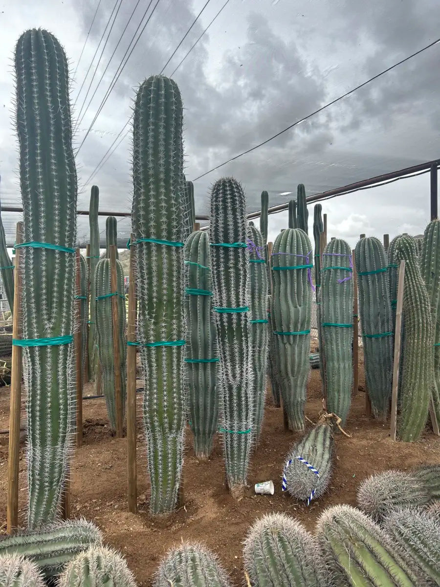 Cardon Cactus (Pachycereus pringlei) bare root specimen ready for planting — Phoenix, AZ