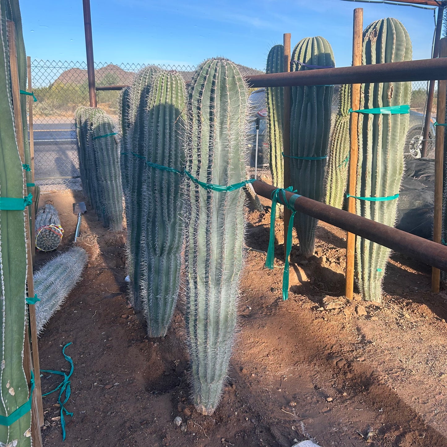 Cardon Cactus (Pachycereus pringlei) bareroot — Phoenix, AZ