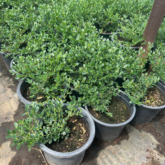 5 gallon Green Carpet Natal Plum (Carissa macrocarpa 'Green Carpet') in nursery pot — Phoenix, AZ