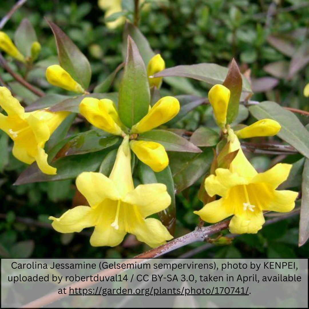 Carolina Jessamine Vine