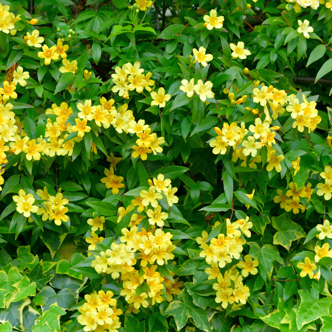 Carolina Jessamine Vine