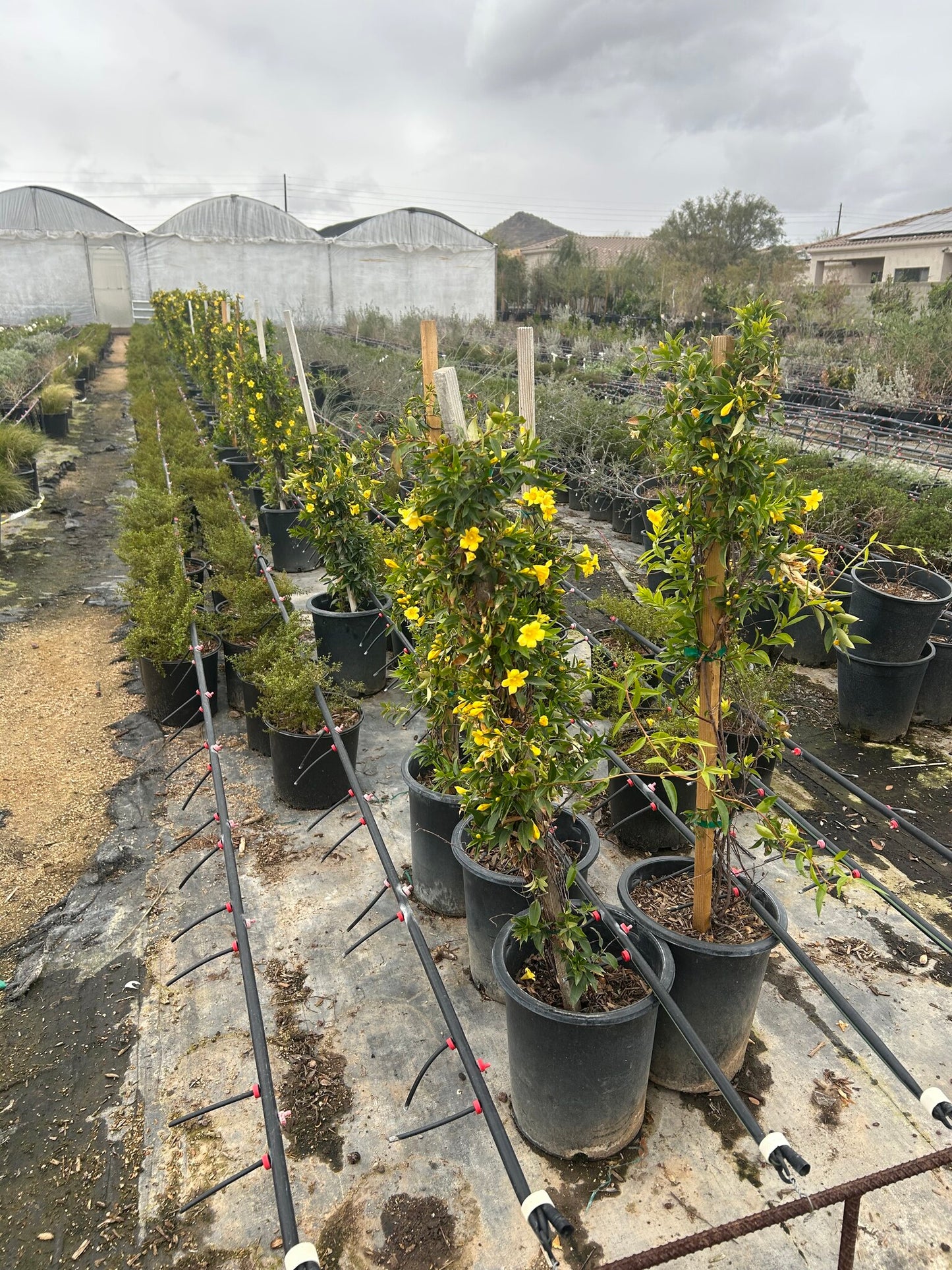 Carolina Jessamine Vine - 3-5 Gallon