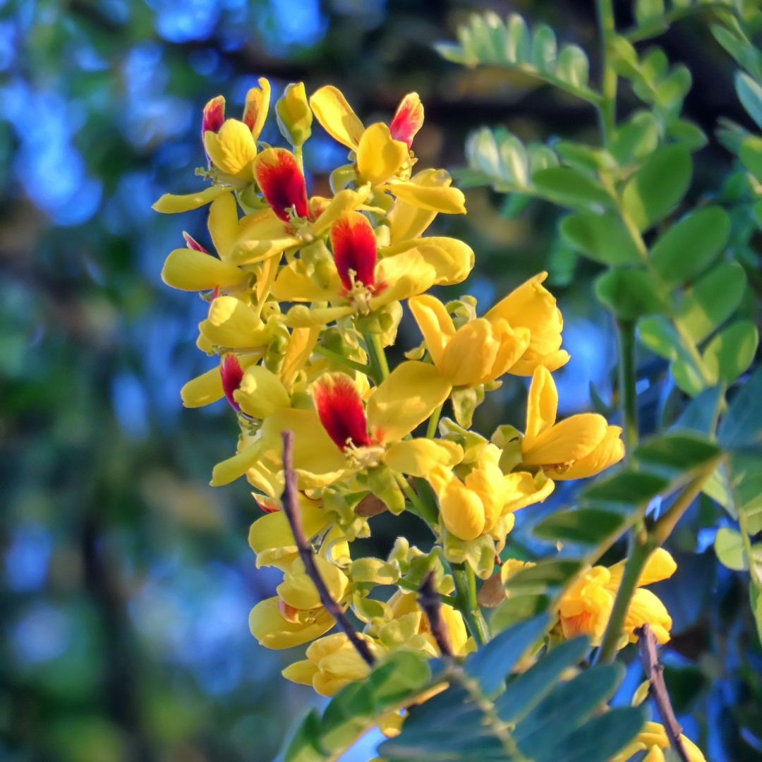 Cascalote Tree