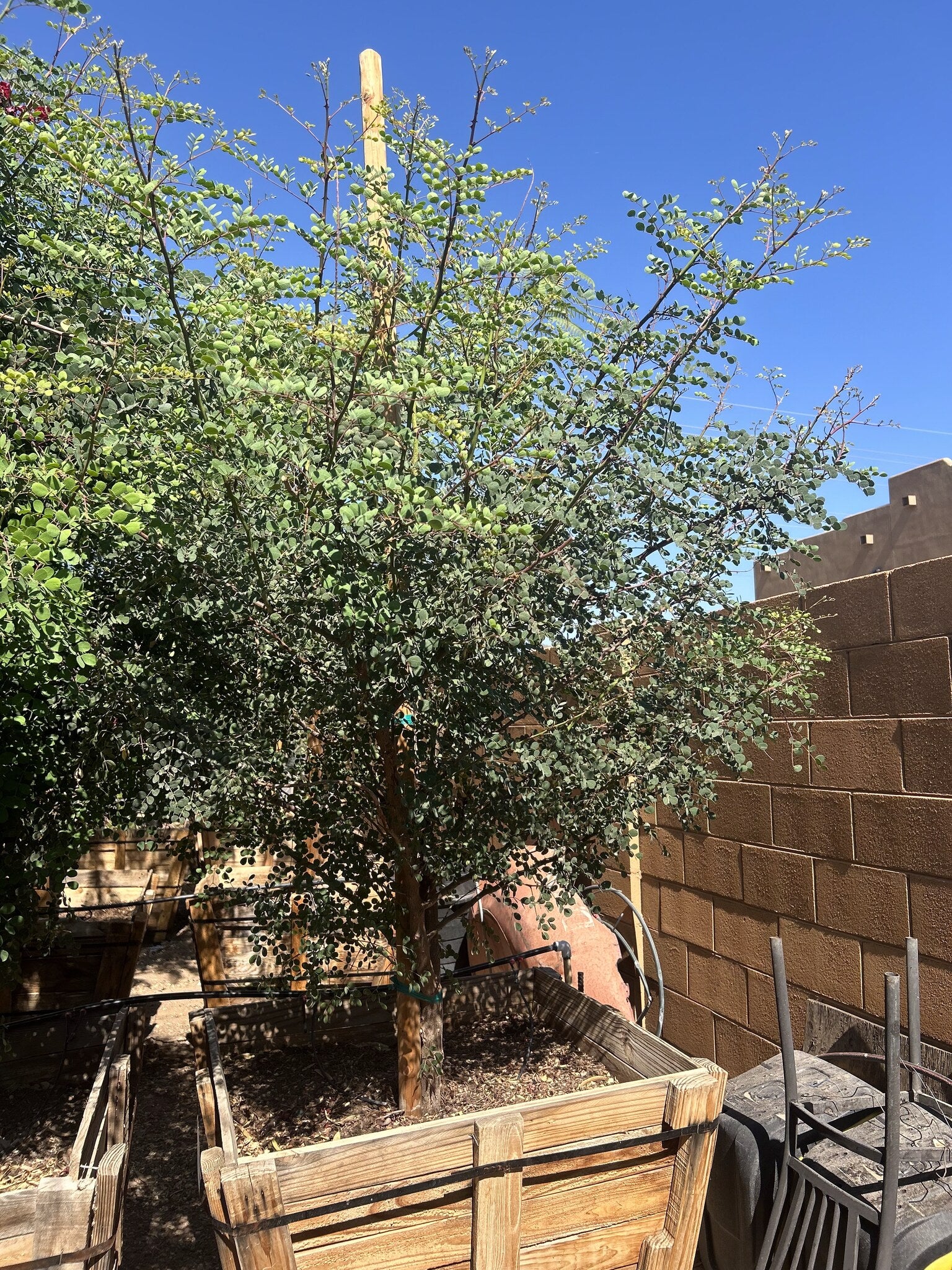 Cascalote Tree 36