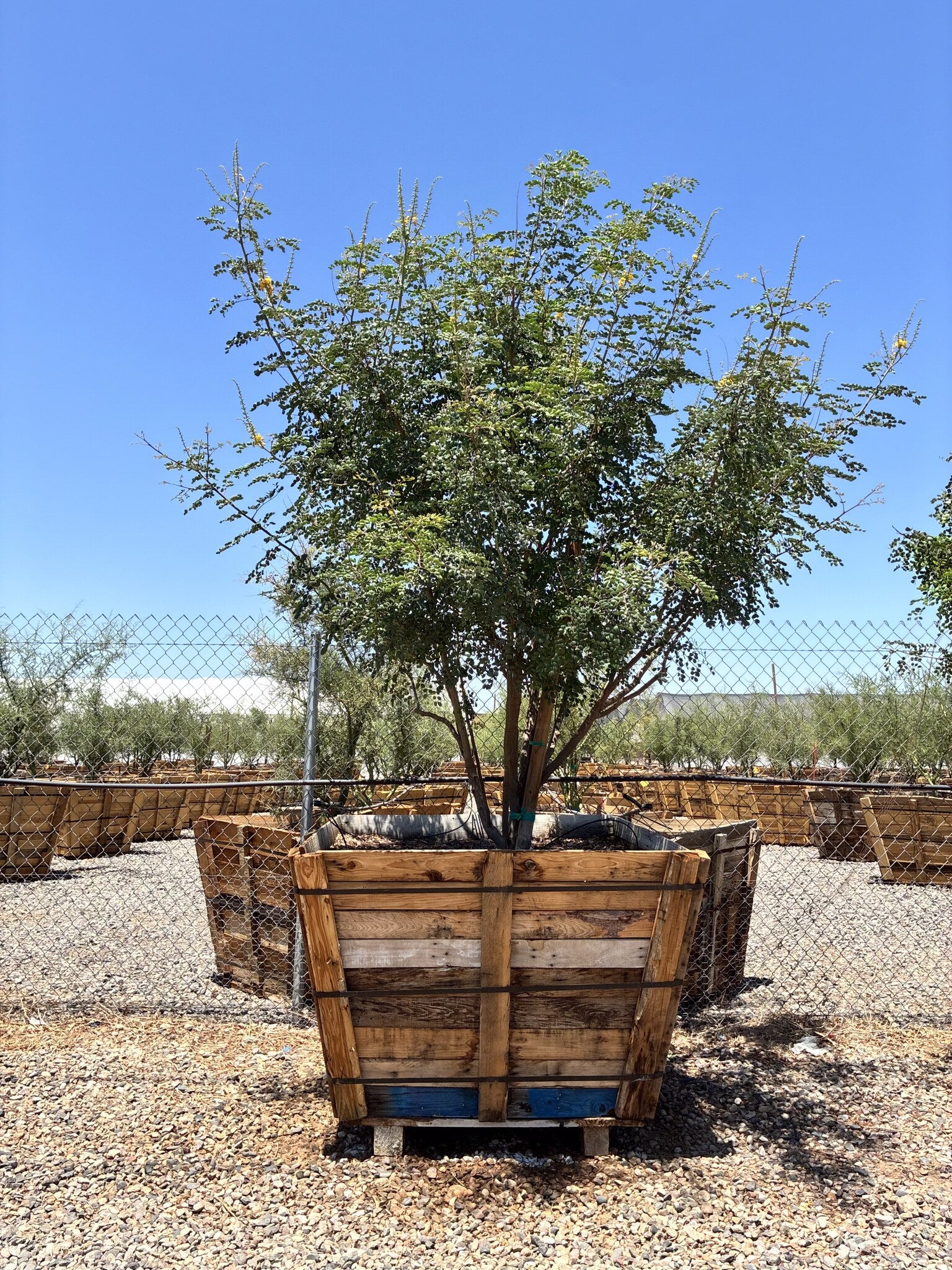 Cascalote Tree