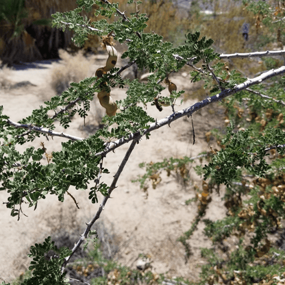 Cat Claw Acacia (Senegalia greggii) with compound leaves and seed pods in natural desert setting — Phoenix, AZ