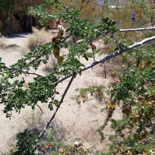 Cat Claw Acacia