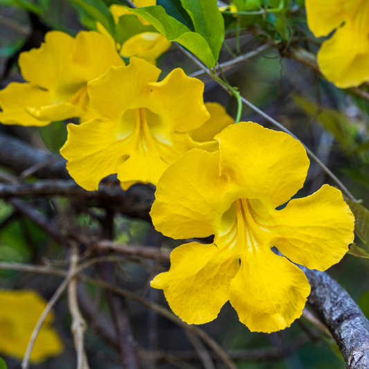 Cat Claw Vine