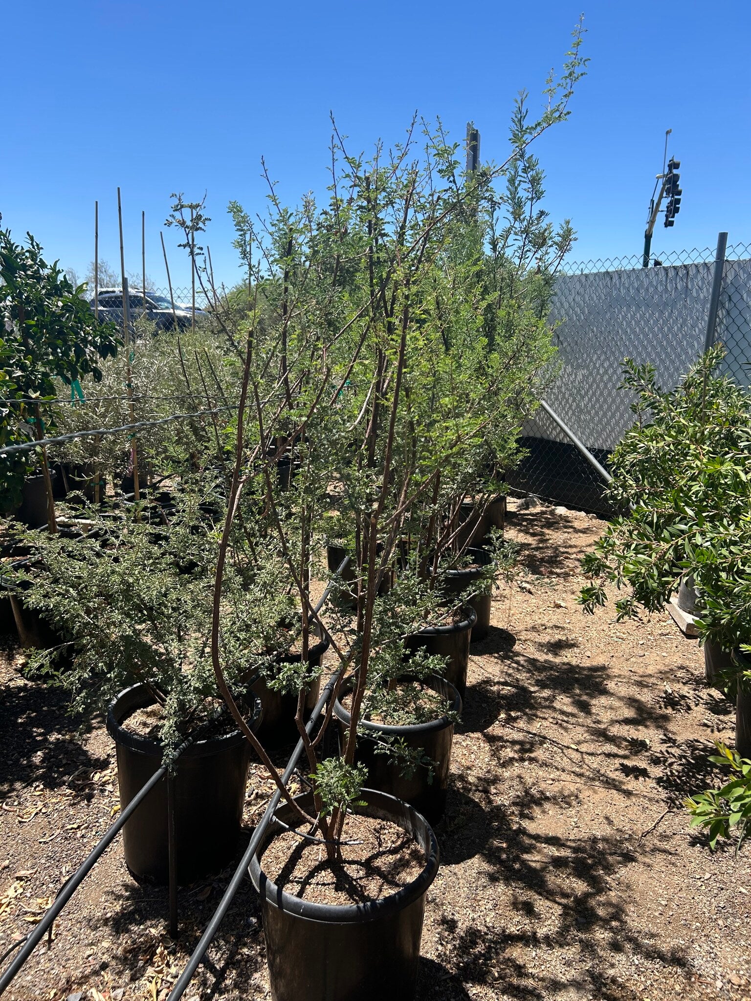 Cat Claw Acacia - 10/15 Gallon