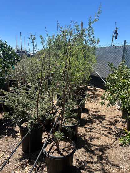 Cat Claw Acacia - 10/15 Gallon