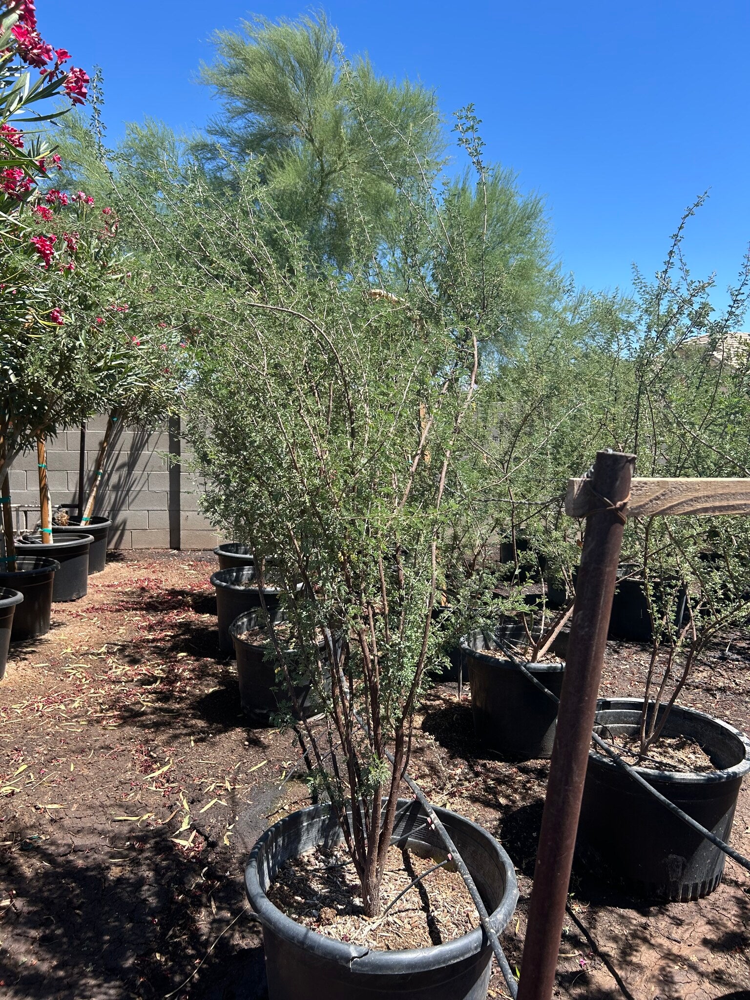 Cat Claw Acacia - 24in-25 Gallon