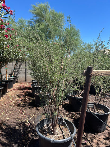 Cat Claw Acacia - 24in-25 Gallon