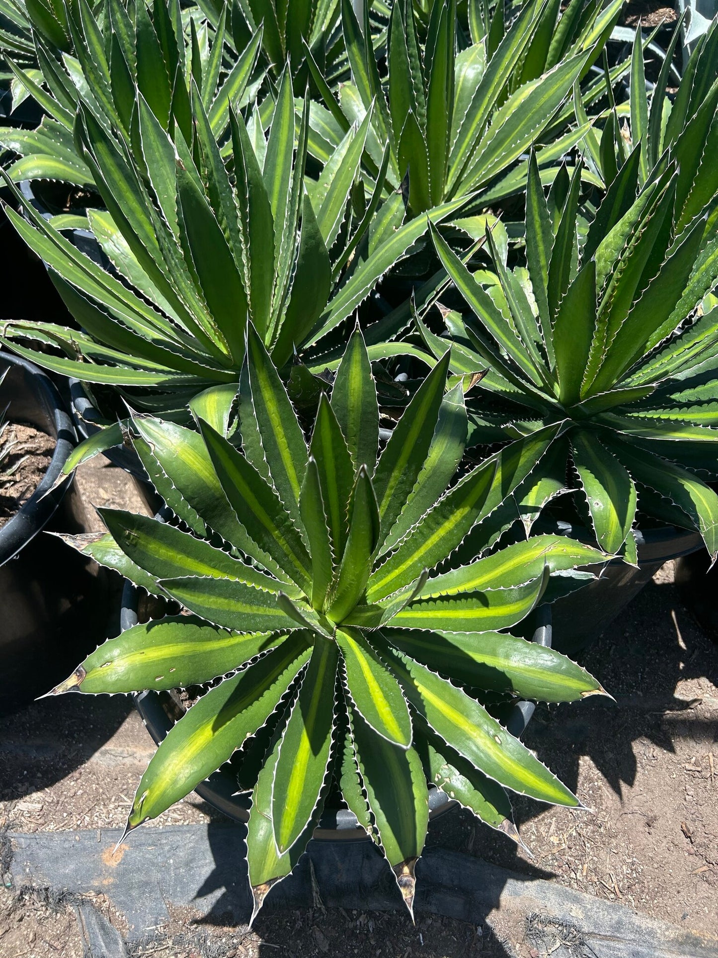 Center Stripe Agave