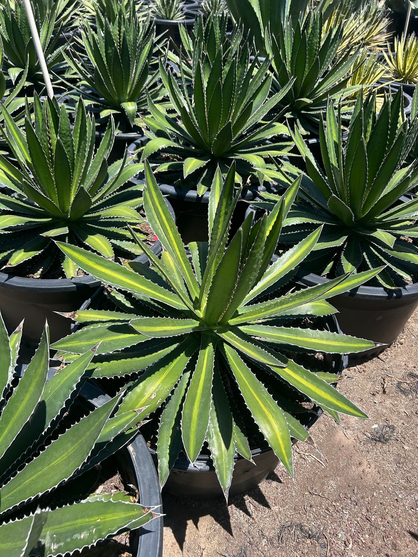 Center Stripe Agave