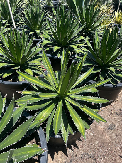 Center Stripe Agave