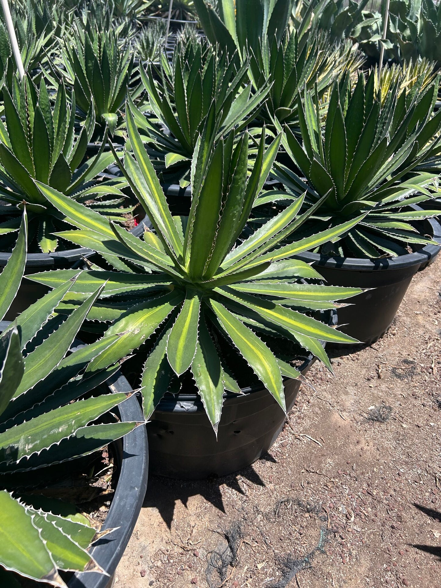 Center Stripe Agave