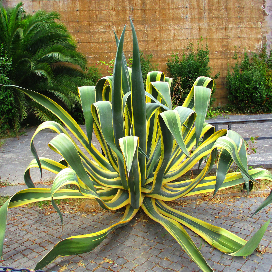 Century Plant - Variegated