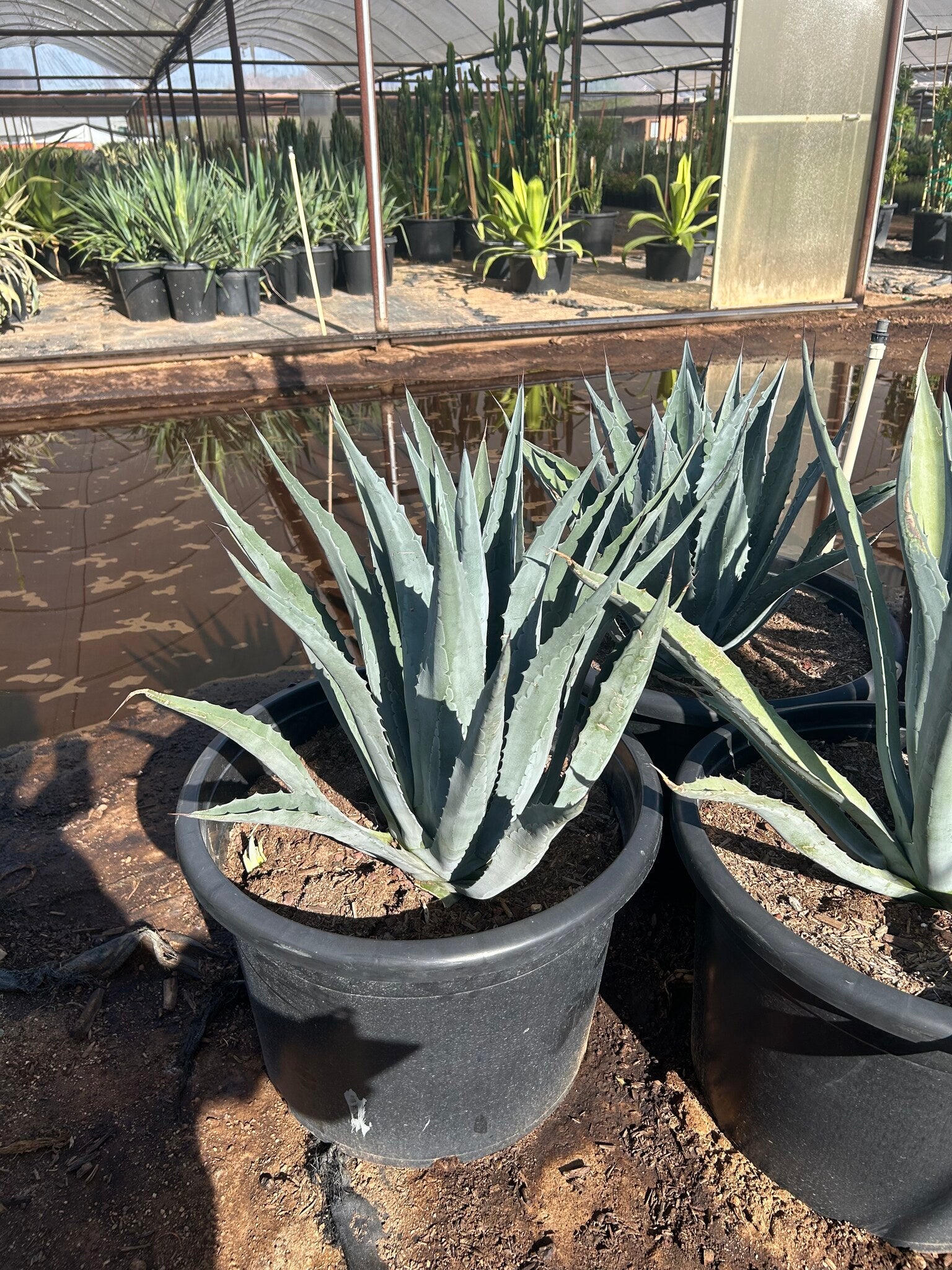 Century Plant