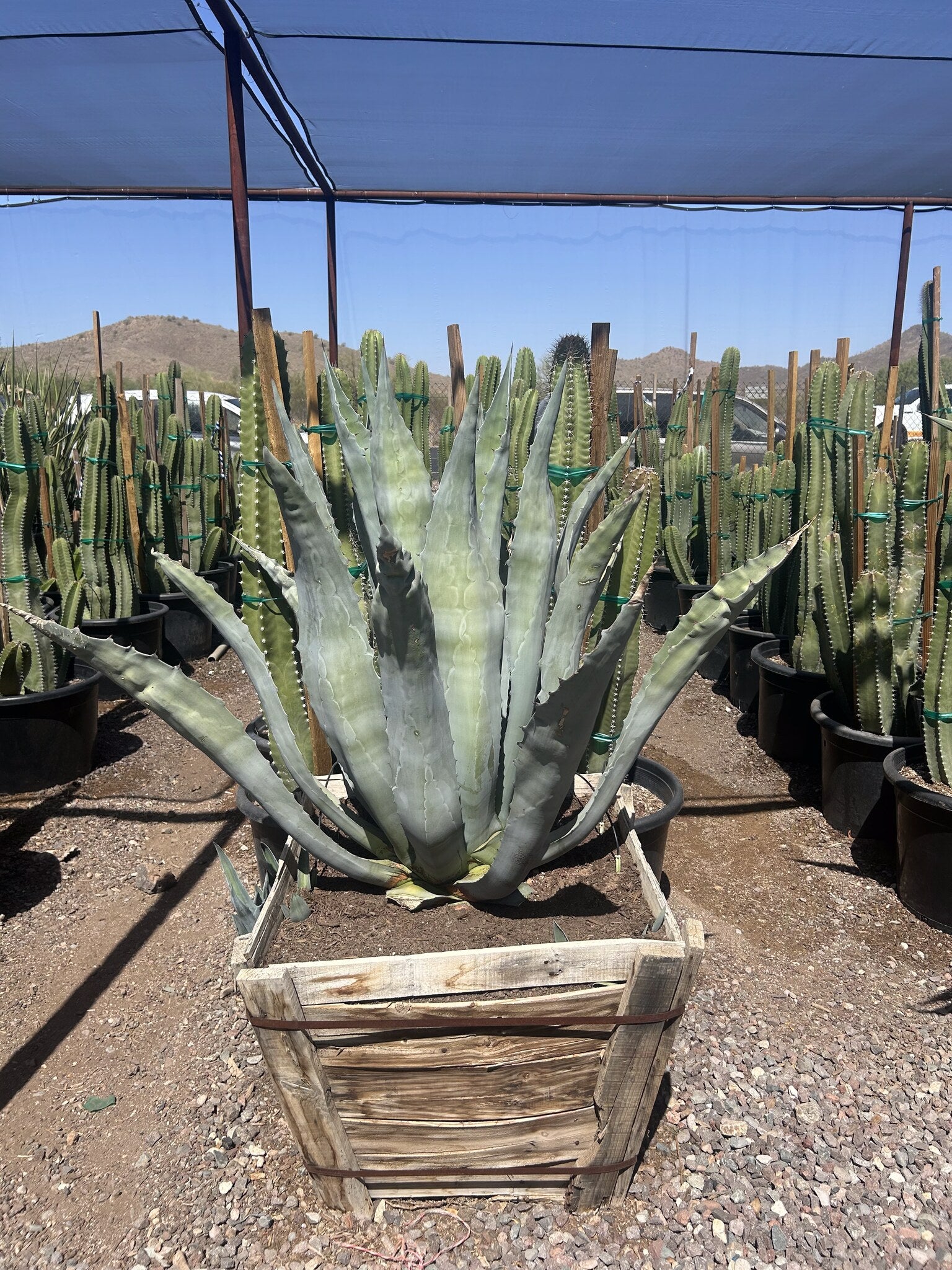 Century Plant - 30" Box