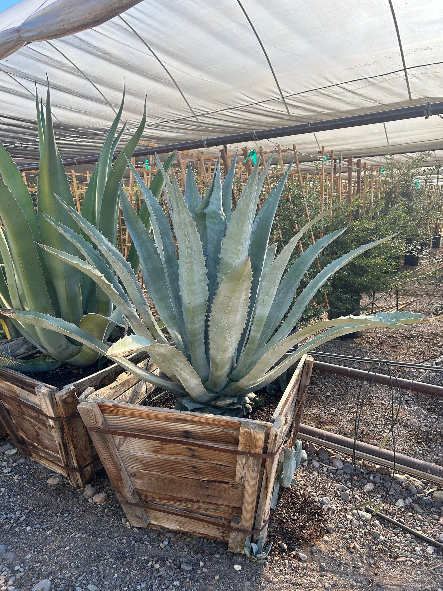 Century Plant - 30