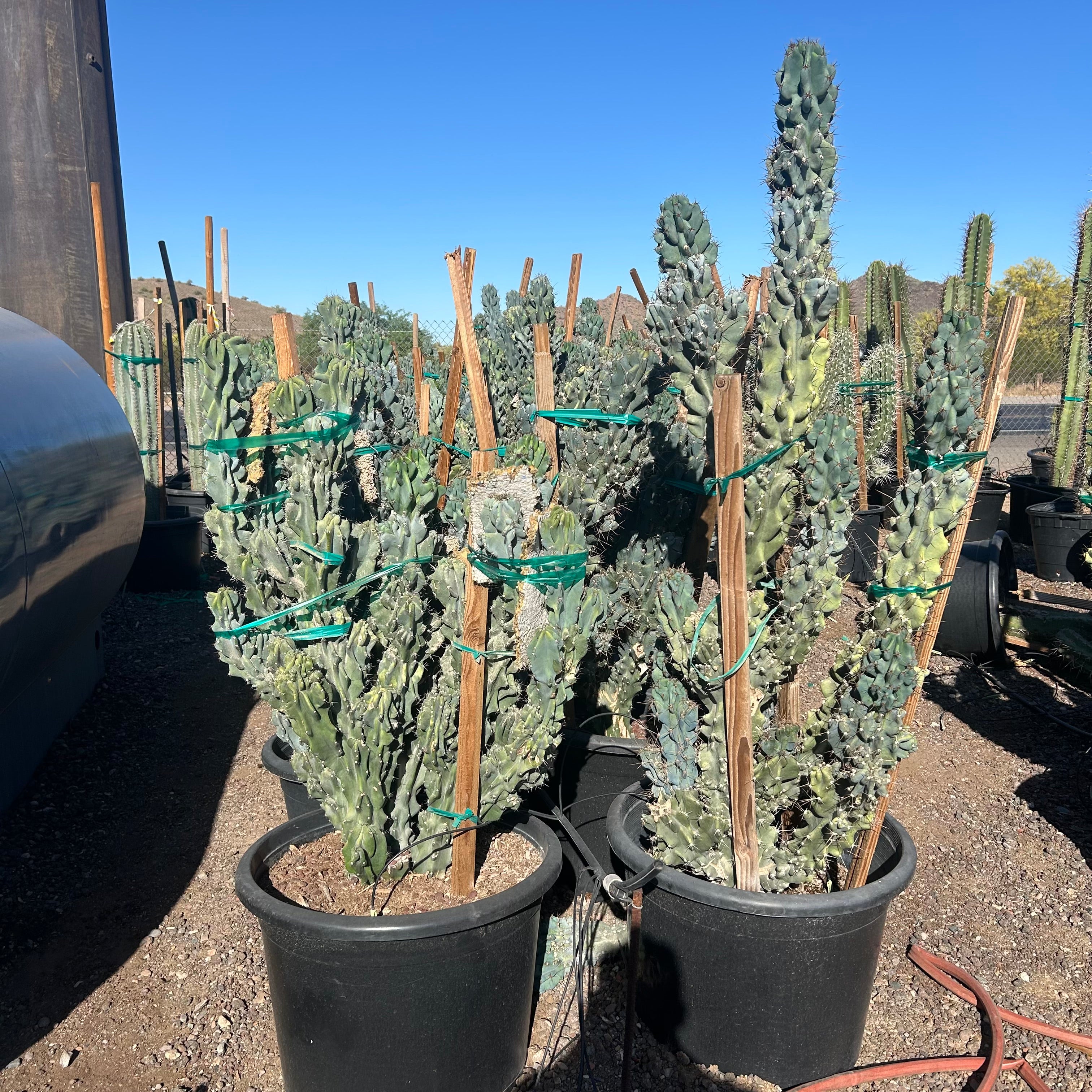 Buy Blue Monstrosus Cereus Phoenix, AZ | C. repandus | Three