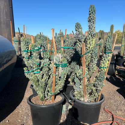 25 gallon Monstrose Cereus (Cereus repandus f. monstrosus) in nursery pot — Phoenix, AZ