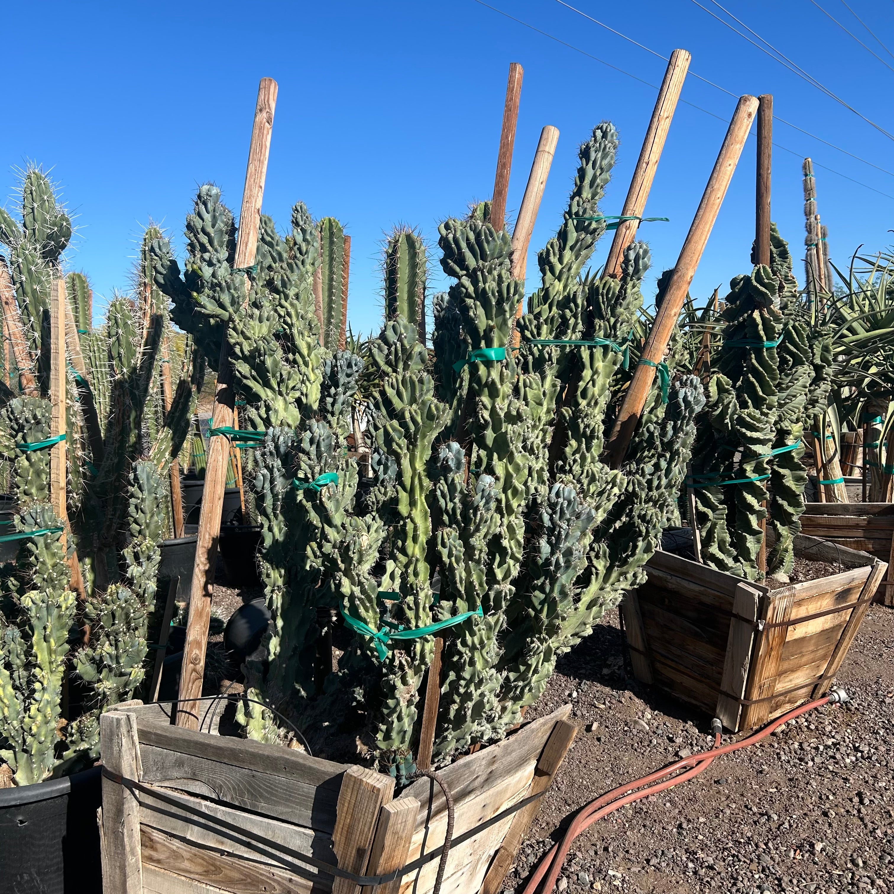 Buy Blue Monstrosus Cereus Phoenix, AZ | C. repandus | Three